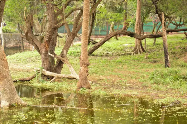 Natürlicher Regenwald Dschungel Indien Große Bäume Und Äste Begrünung Archivbild — Stockfoto
