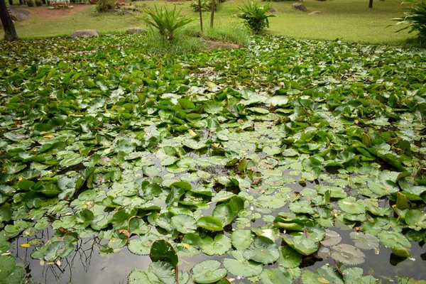 Belle Fleur Rose Nénuphar Lotus Dans Jardin Dans Étang — Photo