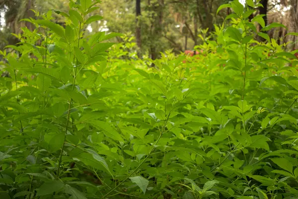 Yeşillik Bahçesinde Doğal Yeşil Yapraklar Ağacı / Park Fotoğrafı