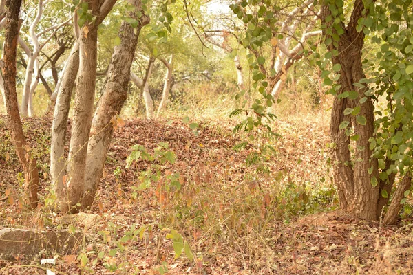 Derin Doğal Sonbahar Ormanı / Hindistan 'da Büyük Ağaçlar ve Ağaç Dalları Fotoğrafları