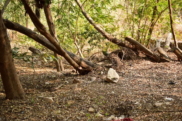 Tiefer Natürlicher Herbstwald Dschungel Indien Große Bäume Und Äste Archivbild — Stockfoto