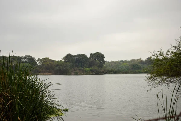 Göl kenarı Mavi Su, Kuşlar ve Ağaçlar Stok Fotoğrafı