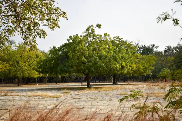 Neem Baum Neem Pflanze Hintergrundlandschaft Archivbild — Stockfoto
