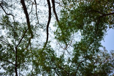 Yeşil orman ağaçları. Doğa yeşili ahşap arka plan Stok Fotoğrafı Görüntü