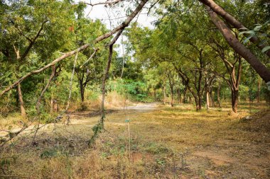 Sonbahar orman ağaçları. Doğa yeşili ahşap arka plan Stok Fotoğrafı Görüntü
