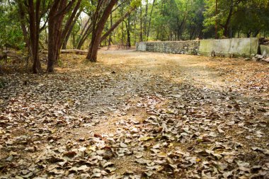 Sonbahar sezonu arka planında Kirli Kuru Yol Yolu, Düşen Yapraklar kirli yol resmi üzerinde