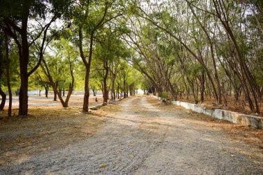 Sonbahar sezonu arka planında Kirli Kuru Yol Yolu, Düşen Yapraklar kirli yol resmi üzerinde