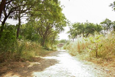 Sonbahar sezonu arka planında Kirli Kuru Yol Yolu, Düşen Yapraklar kirli yol resmi üzerinde