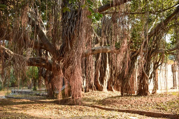 Gran Árbol Antiguo Banyan Paisaje Fondo Stock Imagen Fotografía —  Fotos de Stock