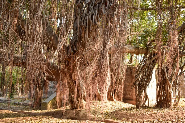 Big Ancient Banyan Árvore Fundo Paisagem Stock Fotografia — Fotografia de Stock