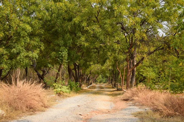 Orman yolu manzarası. Ormanın kirli yol manzarası. Forrest Yolu manzarası. Orman yolu manzarası