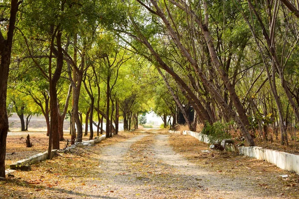 Dirty Dry Road Pathway Autumn Season Hintergrund Fallende Blätter Auf — Stockfoto