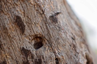 Kurutulmuş Ağaç Kabuğu Doku Arkaplanı Makro Stok Fotoğrafçılık Resmi