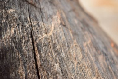 Kurutulmuş Ağaç Kabuğu Doku Arkaplanı Makro Stok Fotoğrafçılık Resmi