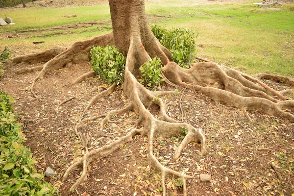 Raíces Árboles Grandes Naturales Selva Fprest Stock Fotografía Imagen —  Fotos de Stock