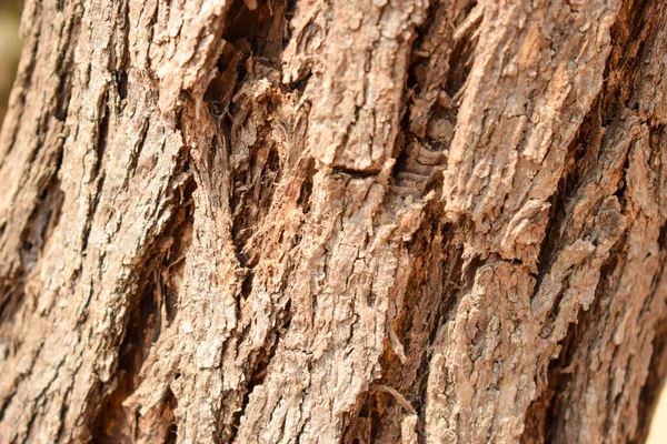 Suché Větve Stromu Uzly Textura Detailní Záběr Pozadí Makro Stock — Stock fotografie