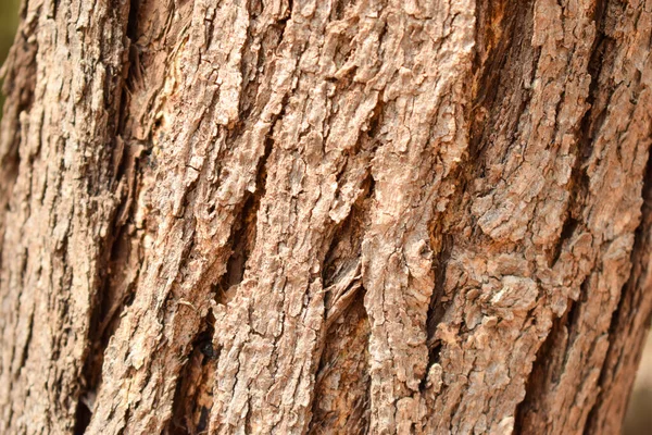 Suche Drzewo Węzły Gałęziowe Tekstura Zbliżenie Tło Makro Fotografia Zdjęcie — Zdjęcie stockowe