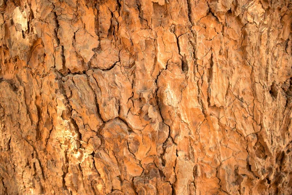 Suchý Strom Větev Texturované Close Pozadí Makro Stock Fotografie Obrázek — Stock fotografie