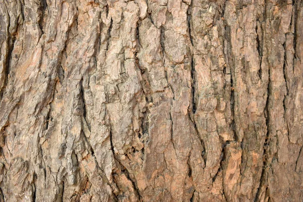 Textura Casca Árvore Seca Close Fotografia Fundo Imag — Fotografia de Stock
