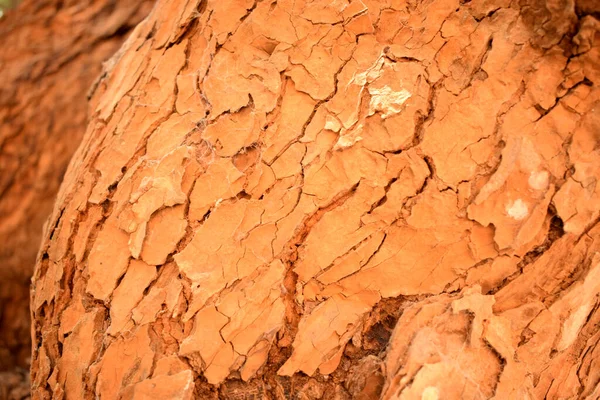Suché Větve Stromu Uzly Textura Detailní Záběr Pozadí Makro Stock — Stock fotografie