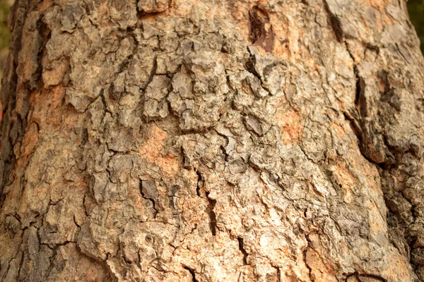 Arbre Sec Branche Texturé Gros Plan Macro Stock Photographie Image — Photo