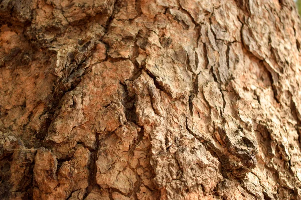 Arbre Sec Branche Texturé Gros Plan Macro Stock Photographie Image — Photo