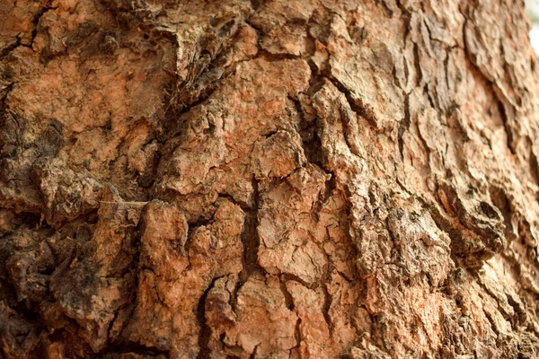 Suchý Strom Větev Texturované Close Pozadí Makro Stock Fotografie Obrázek — Stock fotografie