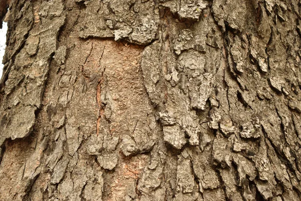 Arbre Sec Branche Texturé Gros Plan Macro Stock Photographie Image — Photo