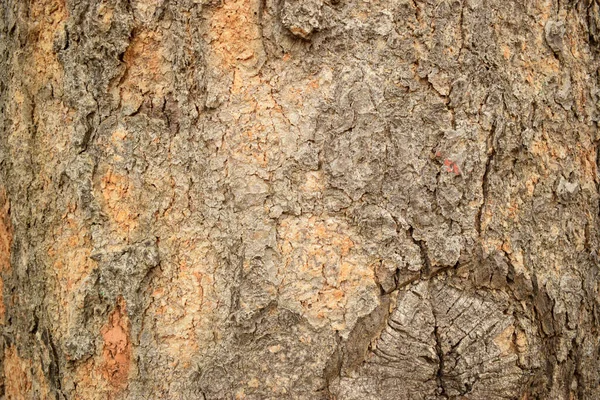 木の樹皮のテクスチャ パターンクローズアップ背景マクロストックフォトイメージ — ストック写真