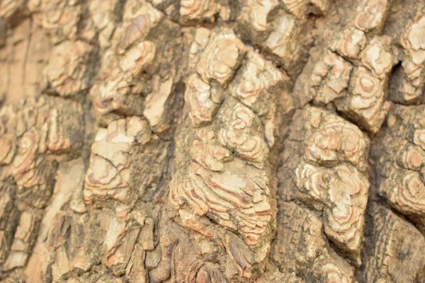 木の樹皮のテクスチャ パターンクローズアップ背景マクロストックフォトイメージ — ストック写真