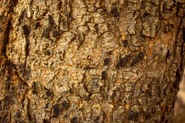 Tekstura Kory Drzewa Zbliżenie Wzór Tło Makro Fotografia Zdjęcie — Zdjęcie stockowe