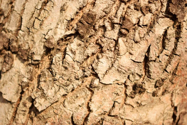 Strom Kůra Hrubé Textury Pozadí Makro Stock Fotografie Obrázek — Stock fotografie