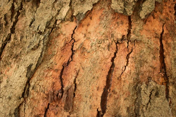 Suche Drzewo Węzły Gałęziowe Tekstura Zbliżenie Tło Makro Fotografia Zdjęcie — Zdjęcie stockowe