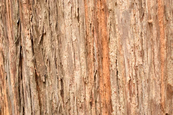 木の樹皮頑丈なテクスチャ背景マクロストックフォトイメージ — ストック写真