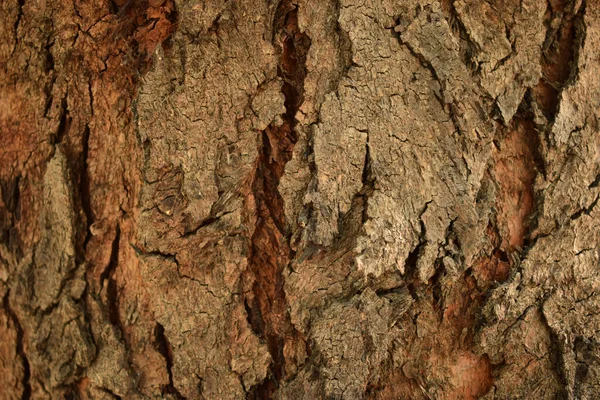 Natural Tree Bark Branches Close Background Stock Fotografie Image — Stock fotografie