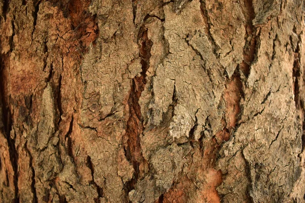 Natürliche Baumrinde Zweige Nahaufnahme Hintergrund Stock Photography Image — Stockfoto