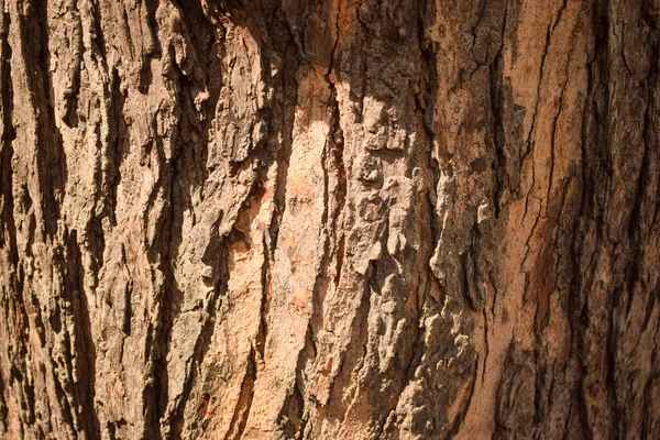 Textura Casca Árvore Padrão Cor Laranja Fundo Macro Fotografia Stock — Fotografia de Stock