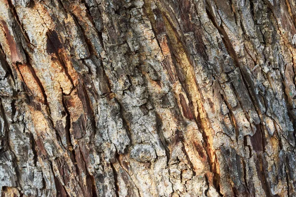 ドライツリー樹皮テクスチャクローズアップ背景ストックフォトイメージ — ストック写真