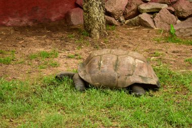 Büyük Galapagos Dev Kaplumbağa. Büyük Kaplumbağa. Yeryüzündeki çimenler