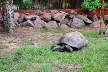 Büyük Galapagos Dev Kaplumbağa. Büyük Kaplumbağa. Yeryüzündeki çimenler