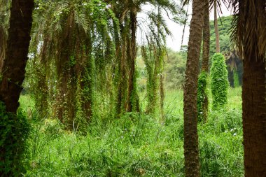 Derin Doğal Yağmur Ormanı / Hindistan 'da Büyük Ağaçlar ve Ağaç Dalları Yeşillik