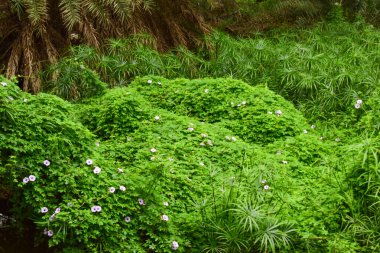 Derin Doğal Yağmur Ormanı / Hindistan 'da Büyük Ağaçlar ve Ağaç Dalları Yeşillik