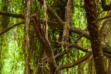 Derin Doğal Yağmur Ormanı / Hindistan 'da Büyük Ağaçlar ve Ağaç Dalları ve Ağaçlardaki Kuşlar