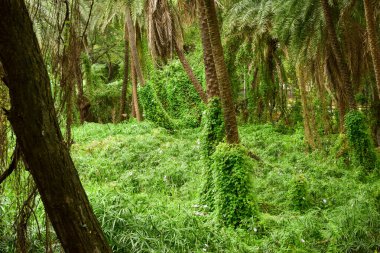 Derin Doğal Yağmur Ormanı / Hindistan 'da Büyük Ağaçlar ve Ağaç Dalları ve Ağaçlardaki Kuşlar
