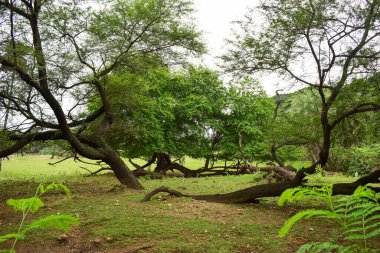 Derin Doğal Yağmur Ormanı / Hindistan 'da Büyük Ağaçlar ve Ağaç Dalları Yeşillik  