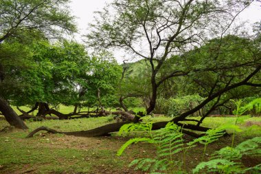 Derin Doğal Yağmur Ormanı / Hindistan 'da Büyük Ağaçlar ve Ağaç Dalları Yeşillik  