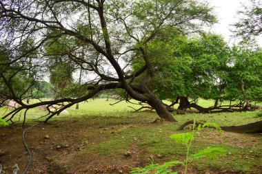 Derin Doğal Yağmur Ormanı / Hindistan 'da Büyük Ağaçlar ve Ağaç Dalları Yeşillik  
