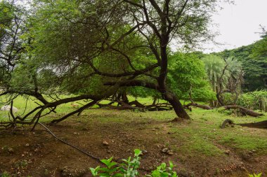 Derin Doğal Yağmur Ormanı / Hindistan 'da Büyük Ağaçlar ve Ağaç Dalları Yeşillik  
