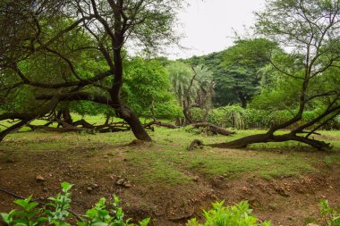 Derin Doğal Yağmur Ormanı / Hindistan 'da Büyük Ağaçlar ve Ağaç Dalları Yeşillik  