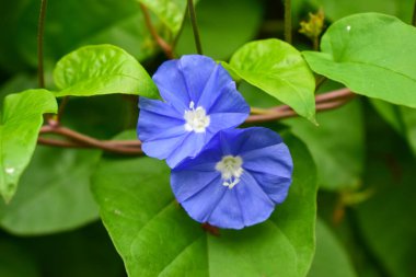 Mor çiçekler Yeşil ağaçta, klasik usul yumuşak odak